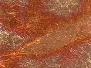 N2155 - Red Variegated Leaf