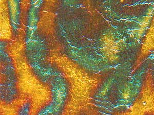 N2165 - Blue Variegated Leaf