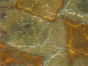 N2185 - Green Variegated Leaf